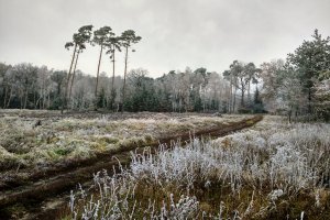 Wyniki sprzedaży drewna na rok 2017 w procedurze uzupełniającej