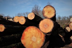 PIGPD: Komunikat po spotkaniu Komisji Drzewnej