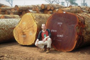 Gospodarka leśna w Kotlinie Kongo