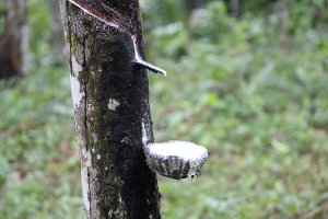 Kauczukowiec - łzawiące drzewo