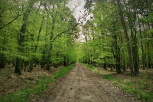 Skarbówka szuka zaległych podatków w Lasach Państwowych