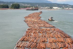 USA wprowadzi cło na kanadyjskie drewno