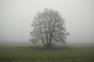 Nowelizacja ustawy dotyczącej wycinki drzew podpisana przez Prezydenta