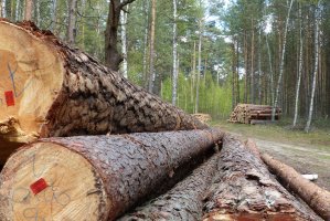 Lasy Państwowe pracują nad metodą elektronicznego pomiaru drewna i katalogiem pracochłonności