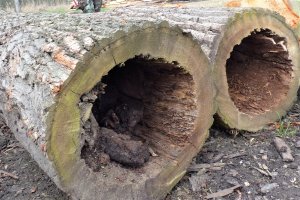 Projekt rozporządzenia w sprawie wysokości stawek opłat za usunięcie drzew i krzewów