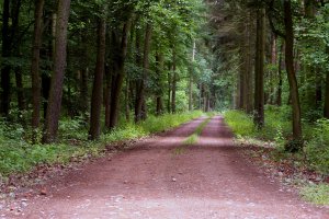 NIK skontrolował działalność nadleśnictw w zakresie zapobiegania katastrofom w lasach