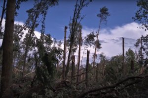 Rozpoczęto usuwanie wiatrołomów w Rudach Raciborskich