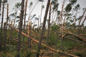 PIGPD organizuje spotkanie w sprawie zagospodarowania wiatrołomów