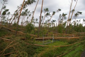 Nadleśnictwo Gniezno