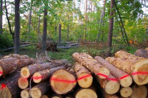 Lasy Państwowe opublikowały zasady sprzedaży drewna z sierpniowych wiatrołomów