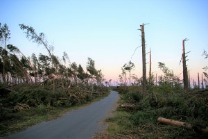 Drewno z wiatrołomów sprzedaje się słabo - wysokie ceny i skomplikowane procedury