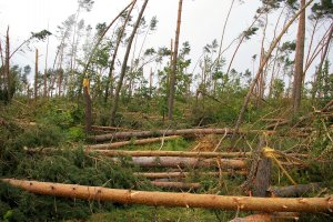 "Racjonalna gospodarka" drewnem z wiatrołomów w wykonaniu Lasów Państwowych