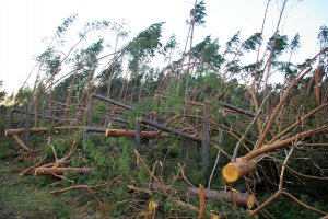 Porażka dogrywki w ramach "puli rozwojowej". Teraz drewno poklęskowe będą mogli nabywać wszyscy