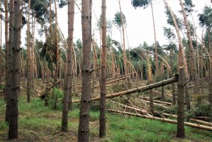 Po orkanie Ksawery kolejne 0,5 mln m3 wiatrołomów w polskich lasach
