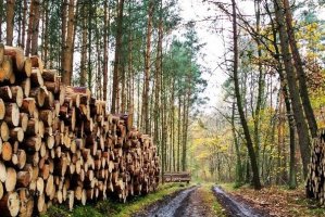 44 mln m3 drewna mogą pozyskać w przyszłym roku Lasy Państwowe