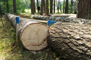 Lasy Państwowe rozpoczęły procedurę sprzedaży drewna na rok 2018