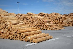 11 firm wybranych do podpisania umów z Dyrekcją Generalną Lasów Państwowych