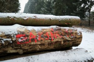 PIGPD wzywa do anulowania dotychczasowych wyników procedury sprzedaży drewna i jej powtórzenia