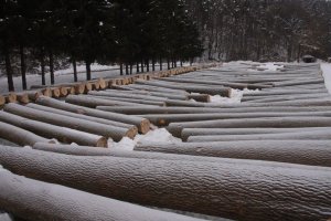 XIX Submisja Drewna Cennego RDLP w Krośnie