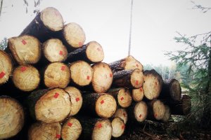 Trzy nadleśnictwa RDLP Białystok straciły certyfikat PEFC