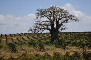 Diabelskie drzewo Kenii