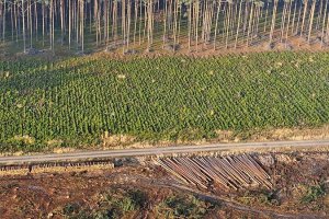 Certyfikat FSC dla RDLP w Łodzi 