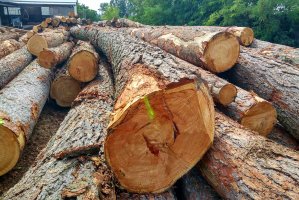 LULUCF - Czy w Polsce zabraknie drewna?