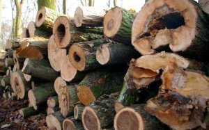 W nowelizacji ustawy o OZE zmieniono zapisy dotyczące drewna energetycznego