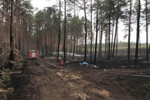 Kolejny pożar w lasach dotkniętych klęską wiatrołomów