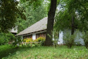 Wycinka drzew na cudzej posesji?