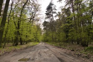 Lasy Państwowe wesprą Fundusz Dróg Samorządowych - Czy czeka je zapaść finansowa?