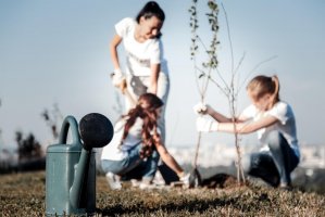 Drzewa w ogrodzie – jak je odpowiednio pielęgnować?