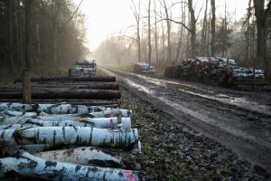 Sejm obradował nad ustawą o FDS. Rząd częściowo odpuścił Lasom Państwowym