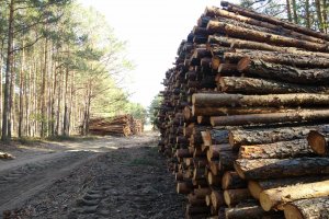 Stelmet: Koszt surowca drzewnego w 2019 wzrośnie ok. 6%