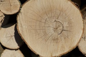 Lasy Państwowe przeprowadzą dodatkową procedurę sprzedaży drewna dębowego