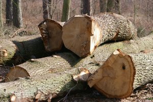 Trwają aukcje drewna dębowego w dodatkowej procedurze