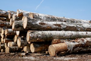 Rosja coraz bardziej ogranicza eksport drewna okrągłego