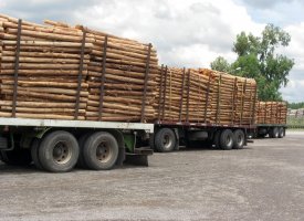 Skuteczna ochrona drewna przed sinizną od BOCHEMIT