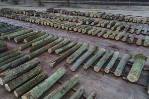 Rekord podczas aukcji drewna specjalnego w RDLP Piła