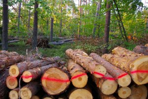 Lasy Państwowe: 9,8 mld zł przychodów w 2018r.