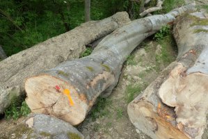 Drewno klasy WDP oficjalnie wprowadzone do zasad sprzedaży Lasów Państwowych