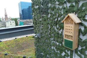 Hotele dla owadów w centrum Łodzi