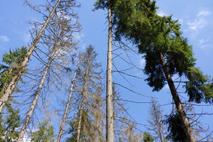 Korniki powodują szkody nie tylko w lesie