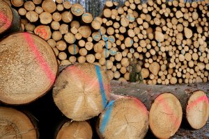 Jakie zasady i harmonogram sprzedaży drewna na 2020r.?