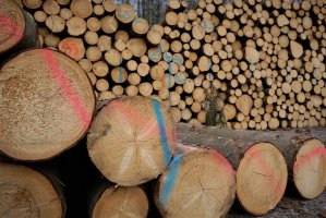 Lasy Państwowe zakończyły sprzedaż ofertową drewna na rok 2020