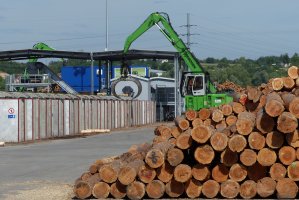 Stelmet: Zakupy surowca drzewnego na rok 2020