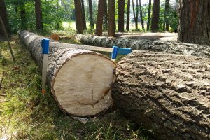 Zmiany w obowiązujących warunkach technicznych drewna okrągłego - Szkolenie