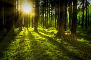 Skuteczne zabezpieczanie drewna od transportu do gotowego produktu