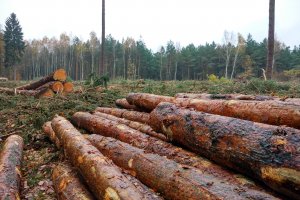 Stanowisko Lasów Państwowych w sprawie wniosku PIGPD