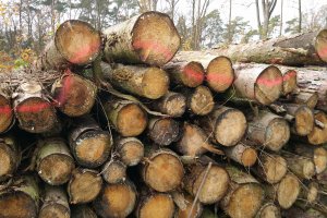 Drzewiarze proszą Emilewicz o wsparcie w rozmowach z Lasami Państwowymi